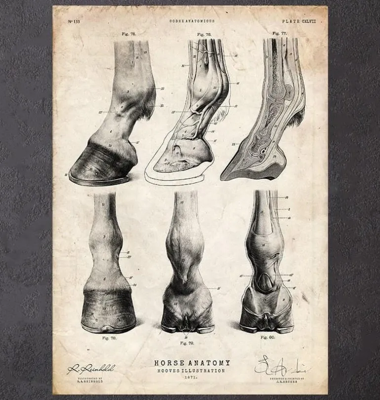 Anatomie des sabots de cheval