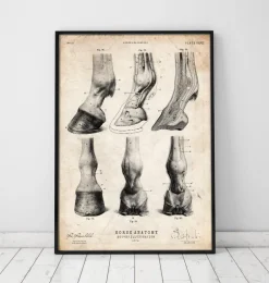 Anatomie des sabots de cheval