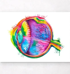 Anatomie des yeux - Aquarelle