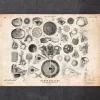 Anatomie des yeux II