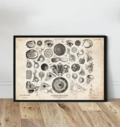 Anatomie des yeux II