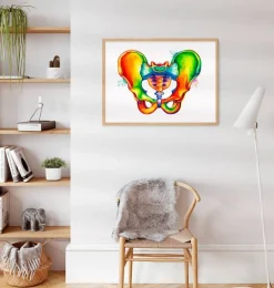 Anatomie du bassin - Aquarelle