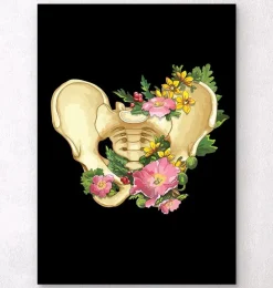Anatomie du bassin - Blanc