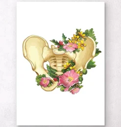 Anatomie du bassin - Blanc