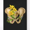 Anatomie du bassin - Floral - Noir