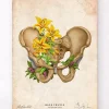 Anatomie du bassin - Floral - Vintage