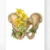 Anatomie du bassin - Floral - Blanc