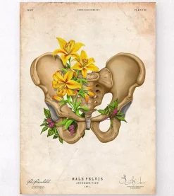 Anatomie du bassin - Floral - Vintage