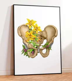 Anatomie du bassin - Floral - Blanc