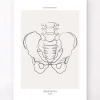 Anatomie du bassin - Line Art