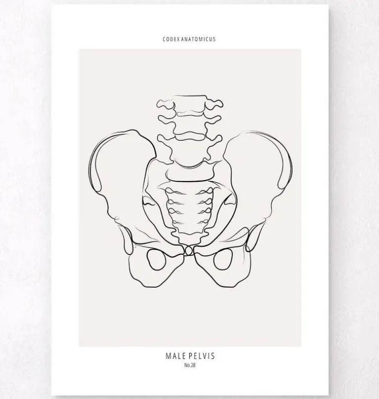 Anatomie du bassin - Line Art