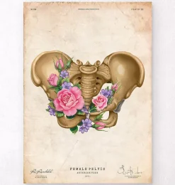Anatomie du bassin féminin - Floral - Vintage