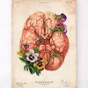 Anatomie du cerveau - Floral - Vieux papier