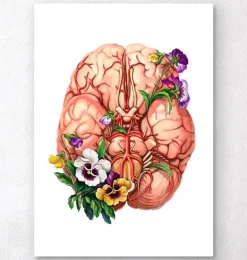 Anatomie du cerveau - Floral