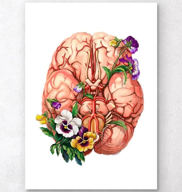 Anatomie du cerveau - Floral