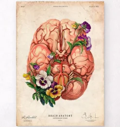 Anatomie du cerveau - Floral - Vieux papier