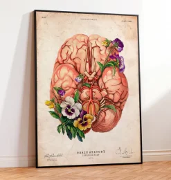 Anatomie du cerveau - Floral - Vieux papier