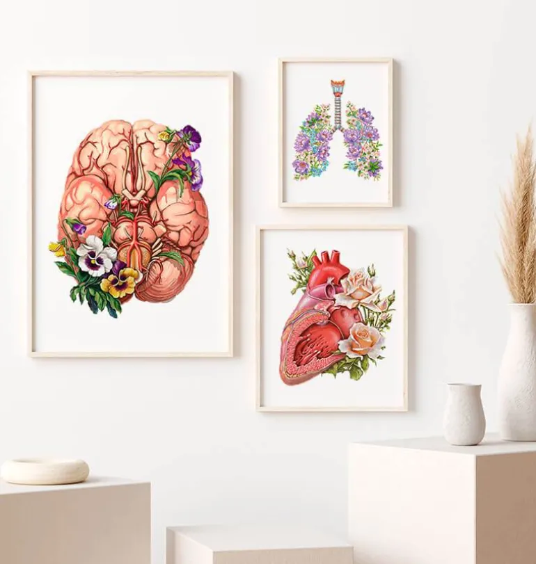 Anatomie du cerveau - Floral