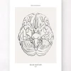 Anatomie du cerveau - Line Art