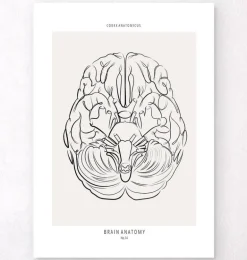 Anatomie du cerveau - Line Art