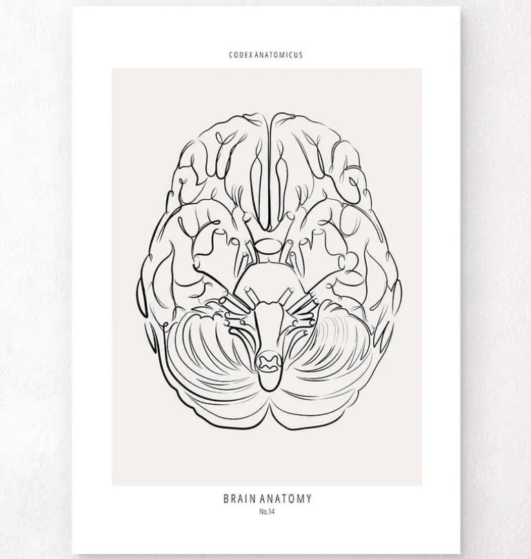 Anatomie du cerveau - Line Art