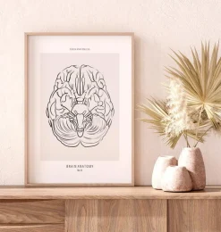 Anatomie du cerveau - Line Art