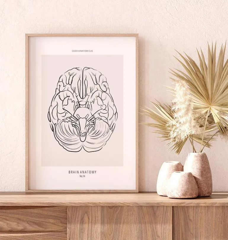Anatomie du cerveau - Line Art