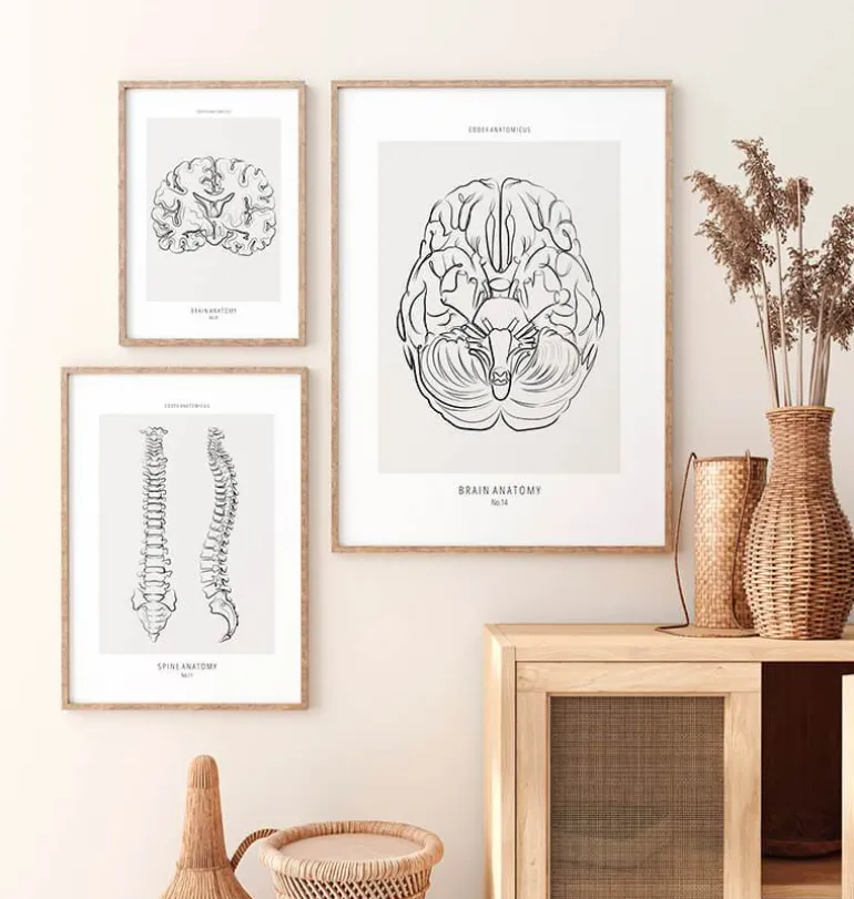 Anatomie du cerveau - Line Art
