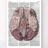 Anatomie du cerveau - Page du dictionnaire