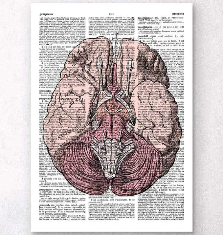 Anatomie du cerveau - Page du dictionnaire