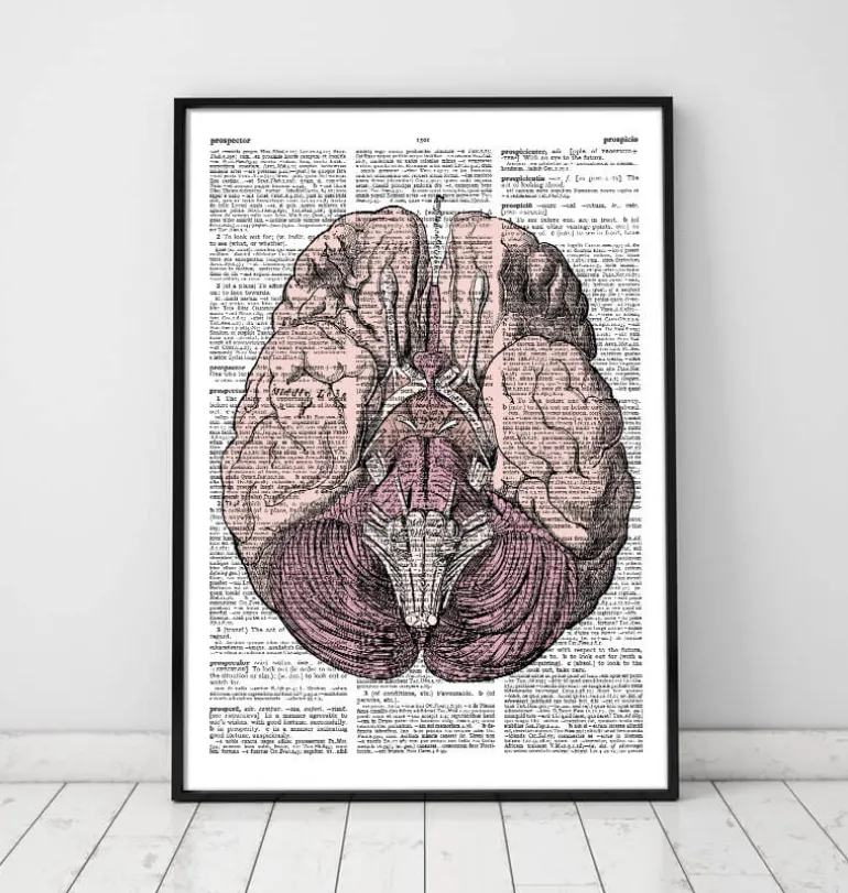 Anatomie du cerveau - Page du dictionnaire