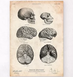 Anatomie du cerveau humain et chimpanzé