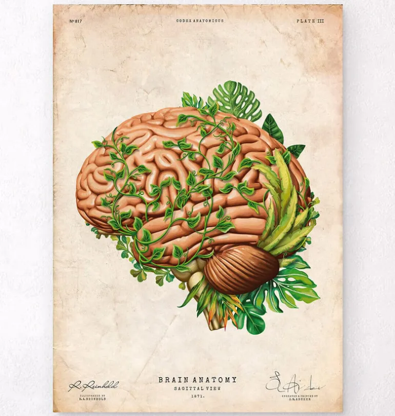 Anatomie du cerveau IV - Floral - Vintage