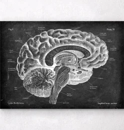 Anatomie du cerveau sagittal - Chalkboard