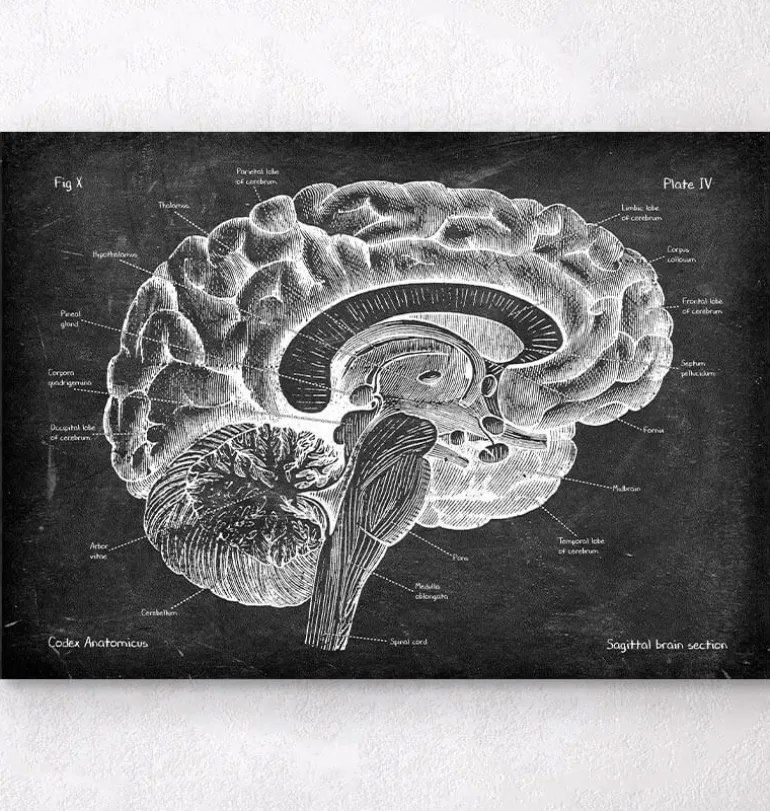 Anatomie du cerveau sagittal - Chalkboard