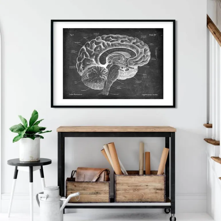 Anatomie du cerveau sagittal - Chalkboard