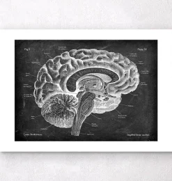 Anatomie du cerveau sagittal - Chalkboard