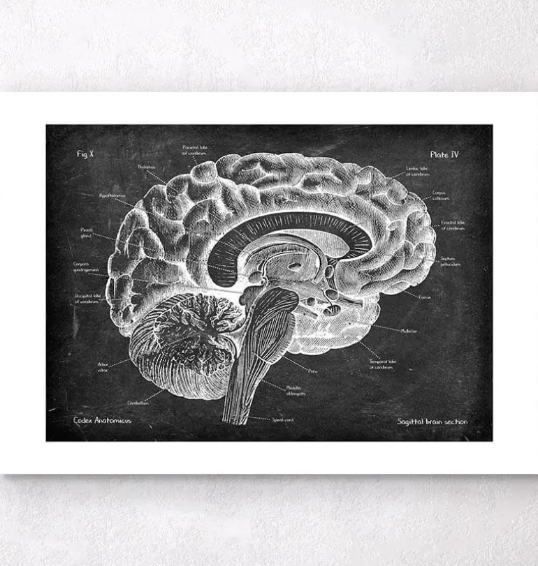 Anatomie du cerveau sagittal - Chalkboard