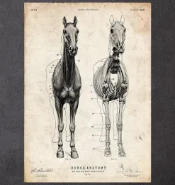 Anatomie du cheval III