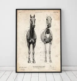 Anatomie du cheval III