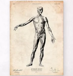 Anatomie du corps entier