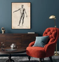 Anatomie du corps entier