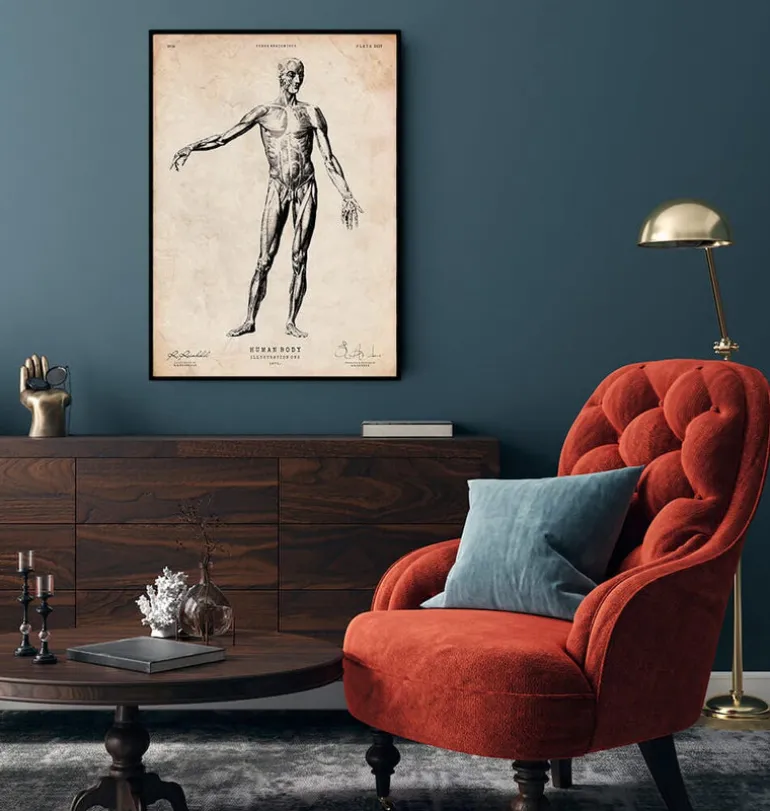 Anatomie du corps entier
