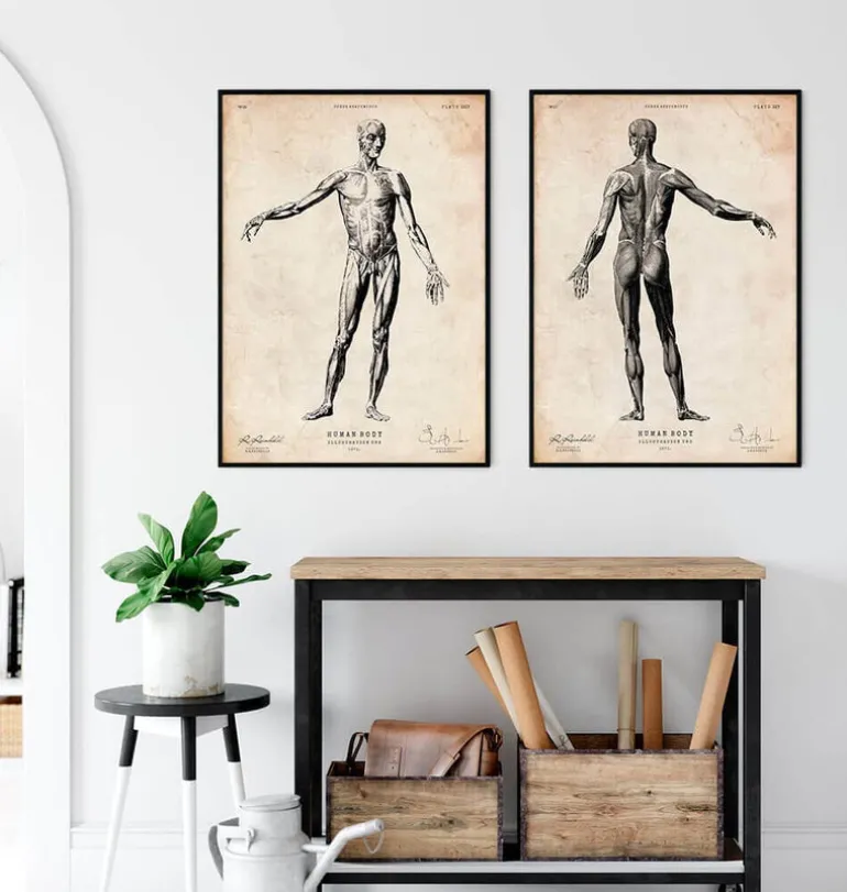 Anatomie du corps entier