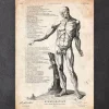 Anatomie du corps entier IV
