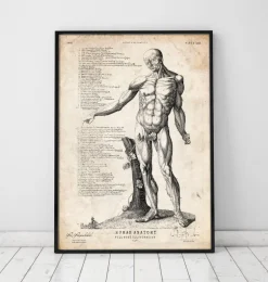 Anatomie du corps entier IV