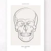 Anatomie du crâne - Line Art