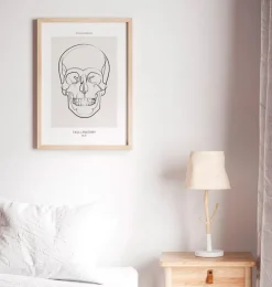 Anatomie du crâne - Line Art