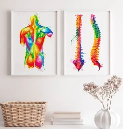 Anatomie du dos - Aquarelle