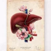 Anatomie du foie - Floral - Vieux papiers